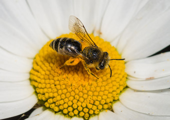 Covered In Pollen