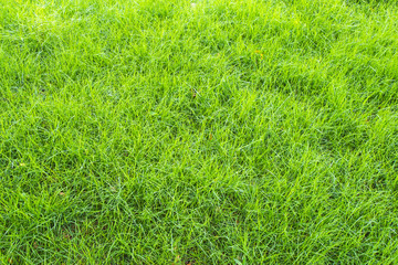 Green grass seamless texture.