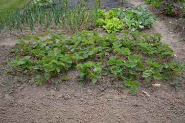 bed of strawberries
