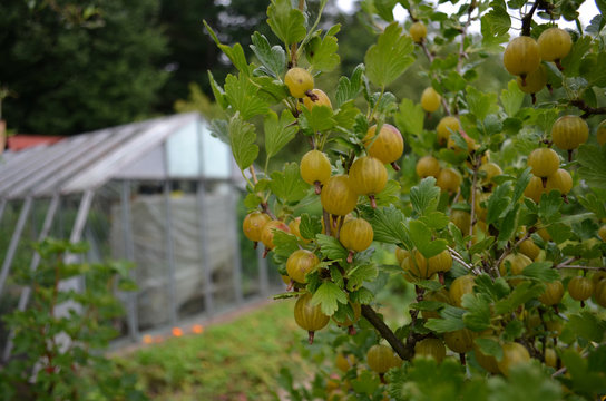 gooseberry