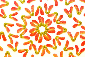 figures from the seeds of red maple