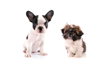 French bulldog and shih tzu puppies isolated on white background
