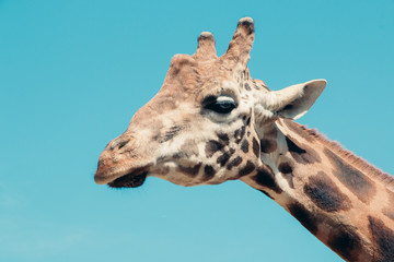 Giraffe head profile