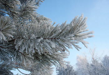 Frosty pine twig