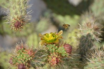 abeille cactus - 66963054