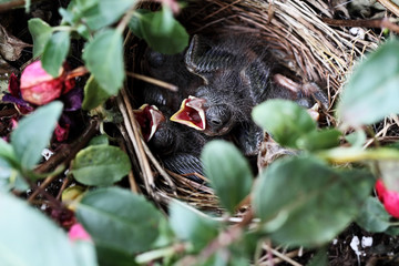 Baby Sparrows in a Nest