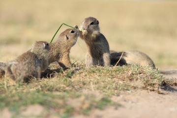 European ground squirrel, Spermophilus citellus