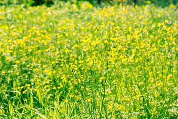 Fototapeta premium wild flower