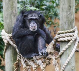 Chimpanzee