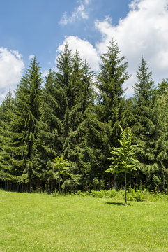 Gigantismus Bilder Durchsuchen 5,107 Archivfotos, und