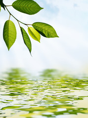 Fototapeta na wymiar Green leaves over the water