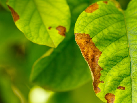 Disease of fruit trees leaves