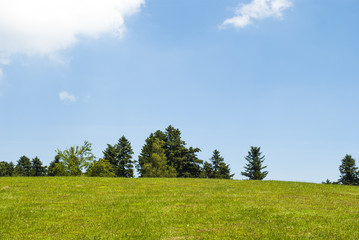 Obraz premium Fir Trees on the Hill II