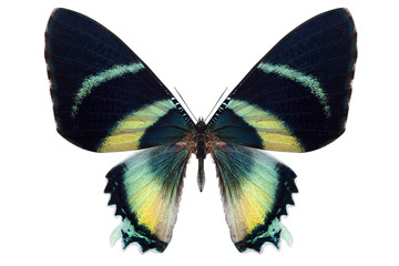 beautiful butterfly isolated on white