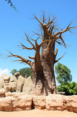 baobab