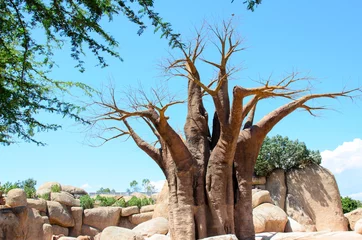 Tableaux ronds sur aluminium brossé Baobab baobab