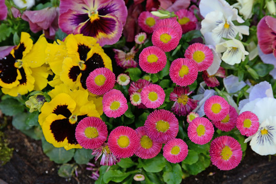 Blumen