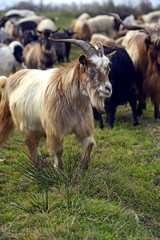 Herd of sheep on a mountain pasture