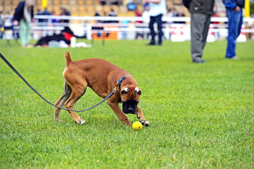 German boxer