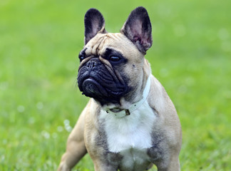Obraz premium Pug dog