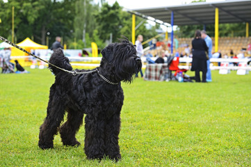 Hungarian shepherd