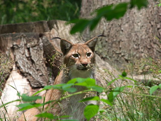 Luchs