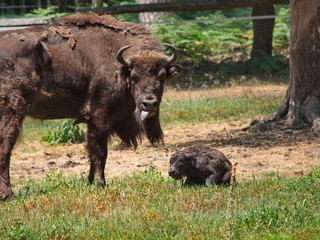 Naklejka na ściany i meble Wisent mit Kalb direkt nach Geburt - European Bison with calf right after birth