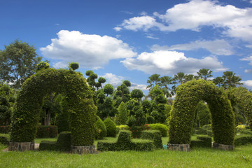Fototapeta na wymiar Natural bonsai tree garden