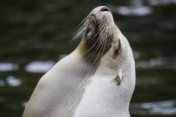 foca che prende il sole © nikhg