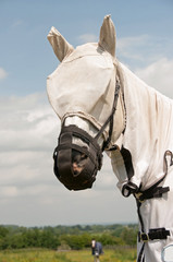 Grazing muzzle