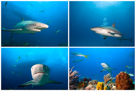 Sharks of caribbean sea 3. Caribbean sea shark.