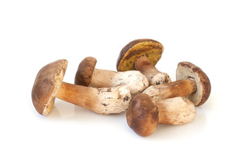 Wild mushrooms isolated on white background