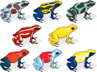 Obraz premium Poison Dart Frog