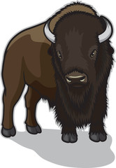 Bison © shanesabindesign