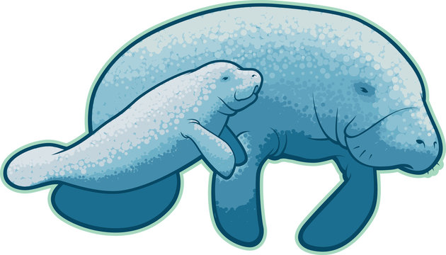 Manatees_cs5