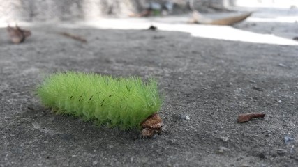 Gusano verde, sobre el asfalto. Insecto