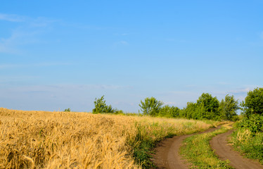 Fototapeta na wymiar Farm track through a golden wheat field