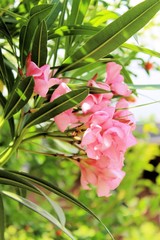 oleander