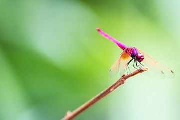 The Red Dragonfly
