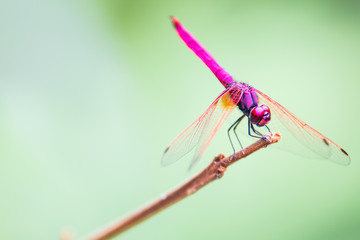 The Red Dragonfly