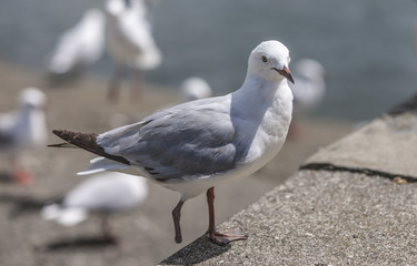 Seagull with only one foot in the village of Waitangi