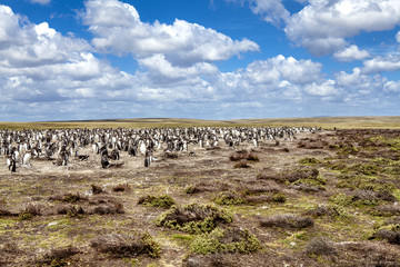 Penguin colony in their nest in the Falkland Islands