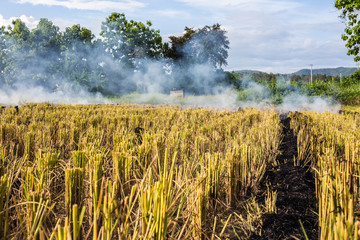 Burning of rice stubble burning straw in rice farmers in Thailan