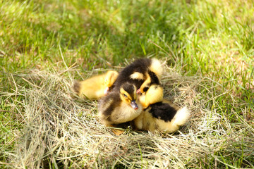 Obraz premium Little cute ducklings on hay, outdoors