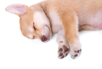 Fototapeta premium Little cute Golden Retriever puppy, isolated on white