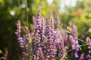 Obraz premium Lavender floral background