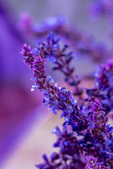 Wild lavender in the spring a young field