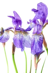 Crédence de cuisine en verre imprimé Iris Blue iris