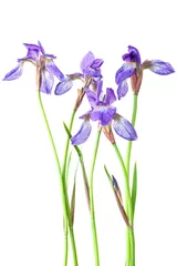 Crédence de cuisine en verre imprimé Iris Iris bleu