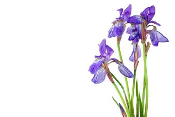 Foto op geborsteld aluminium Iris Blauwe iris